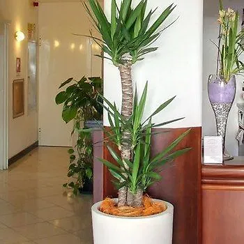 Hotel Villa Pina Milano Marittima